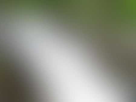 Szibéria Husky kölykök eladoak